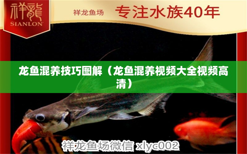 龍魚(yú)混養(yǎng)技巧圖解（龍魚(yú)混養(yǎng)視頻大全視頻高清）