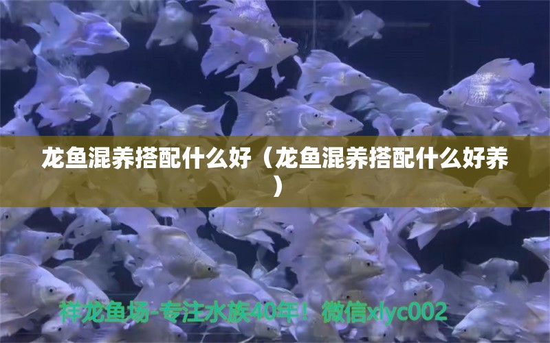 龍魚混養(yǎng)搭配什么好（龍魚混養(yǎng)搭配什么好養(yǎng)） 龍魚疾病與治療