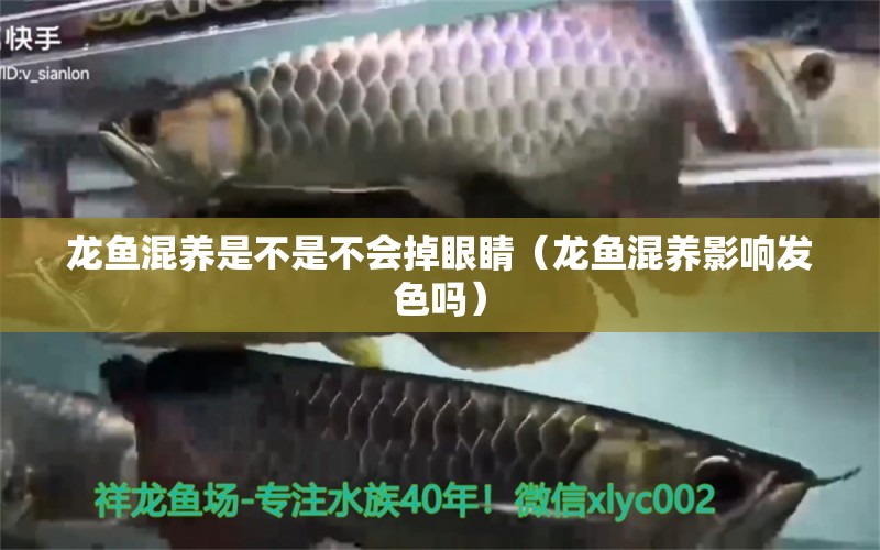 龍魚混養(yǎng)是不是不會掉眼睛（龍魚混養(yǎng)影響發(fā)色嗎）