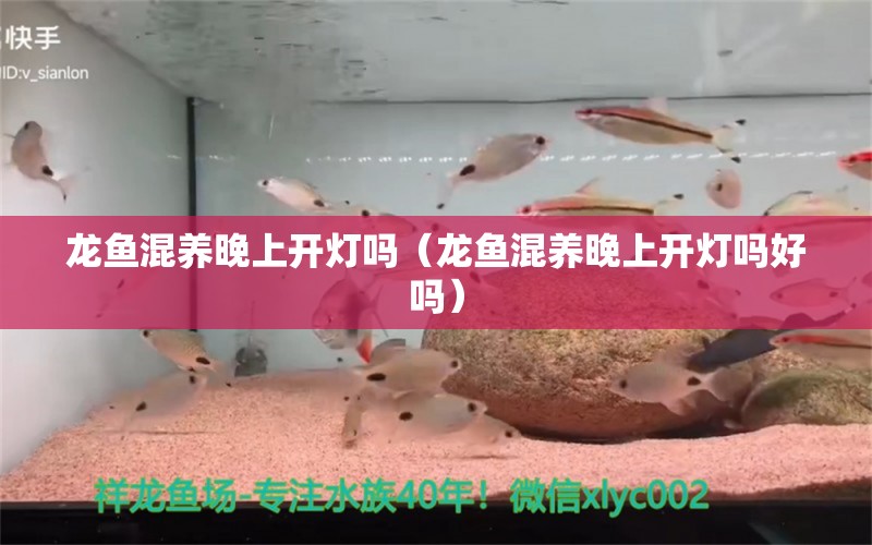 龍魚混養(yǎng)晚上開燈嗎（龍魚混養(yǎng)晚上開燈嗎好嗎）