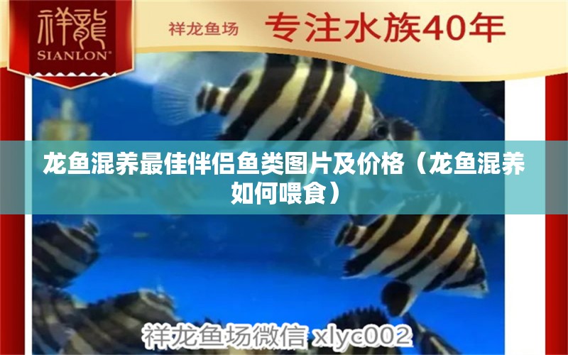 龍魚(yú)混養(yǎng)最佳伴侶魚(yú)類(lèi)圖片及價(jià)格（龍魚(yú)混養(yǎng)如何喂食）