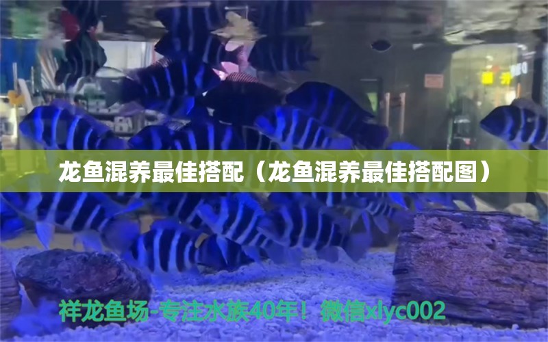 龍魚混養(yǎng)最佳搭配（龍魚混養(yǎng)最佳搭配圖） 龍魚疾病與治療