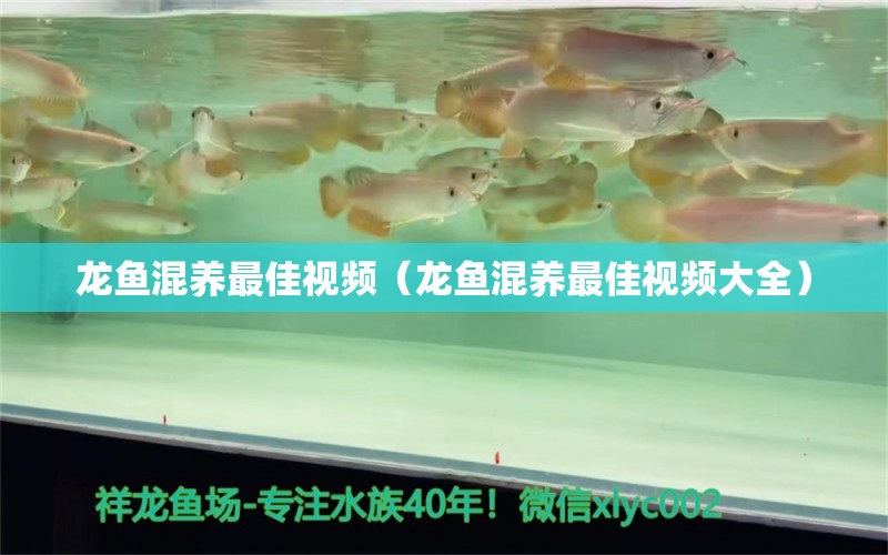 龍魚混養(yǎng)最佳視頻（龍魚混養(yǎng)最佳視頻大全）