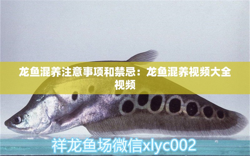 龍魚混養(yǎng)注意事項和禁忌：龍魚混養(yǎng)視頻大全視頻