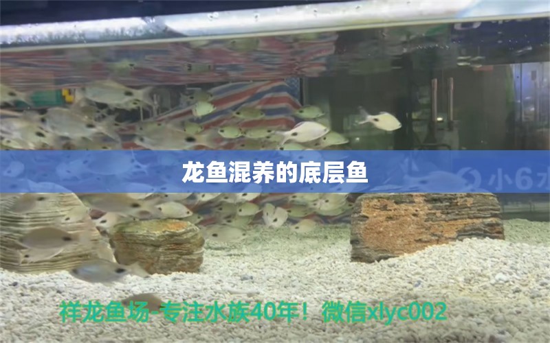 龍魚(yú)混養(yǎng)的底層魚(yú)