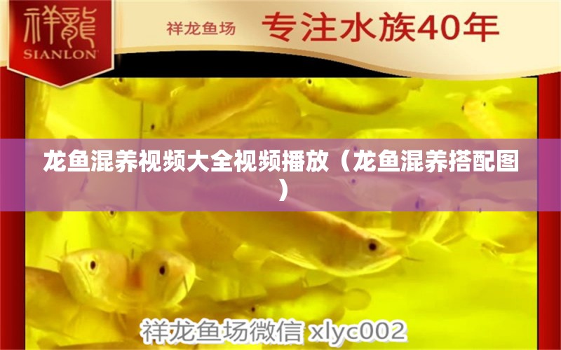 龍魚混養(yǎng)視頻大全視頻播放（龍魚混養(yǎng)搭配圖） 觀賞魚