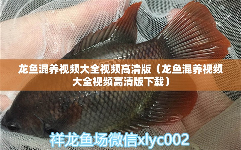 龍魚混養(yǎng)視頻大全視頻高清版（龍魚混養(yǎng)視頻大全視頻高清版下載）