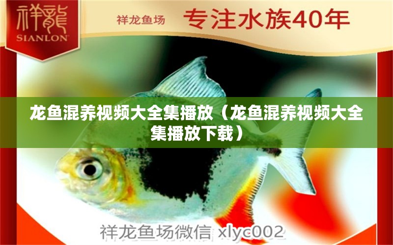 龍魚混養(yǎng)視頻大全集播放（龍魚混養(yǎng)視頻大全集播放下載）