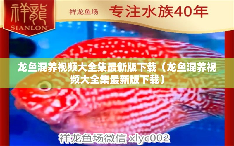 龍魚混養(yǎng)視頻大全集最新版下載（龍魚混養(yǎng)視頻大全集最新版下載） 廣州龍魚批發(fā)市場(chǎng) 第2張