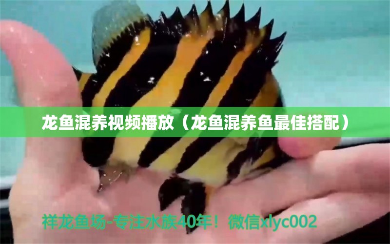 龍魚混養(yǎng)視頻播放（龍魚混養(yǎng)魚最佳搭配）