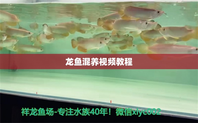 龍魚混養(yǎng)視頻教程 廣州龍魚批發(fā)市場