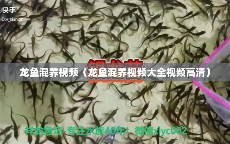 龍魚混養(yǎng)視頻（龍魚混養(yǎng)視頻大全視頻高清）