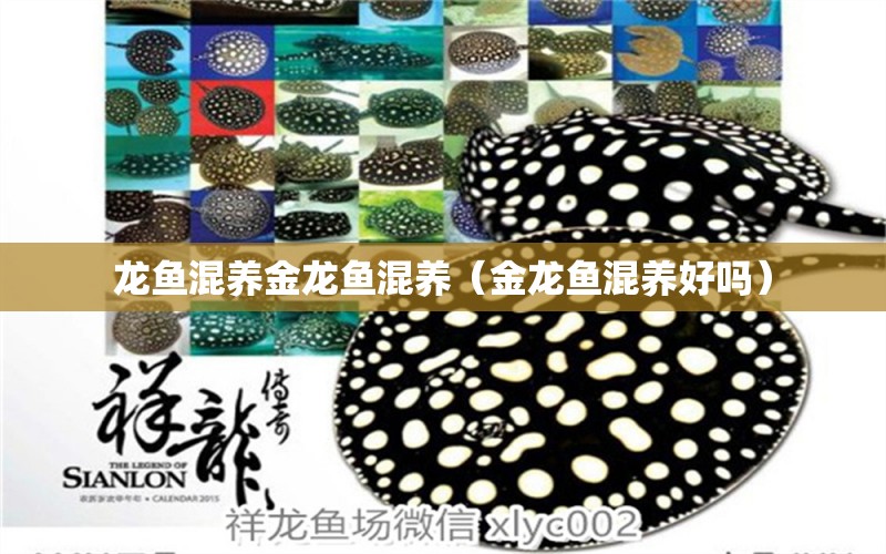 龍魚混養(yǎng)金龍魚混養(yǎng)（金龍魚混養(yǎng)好嗎） 龍魚疾病與治療