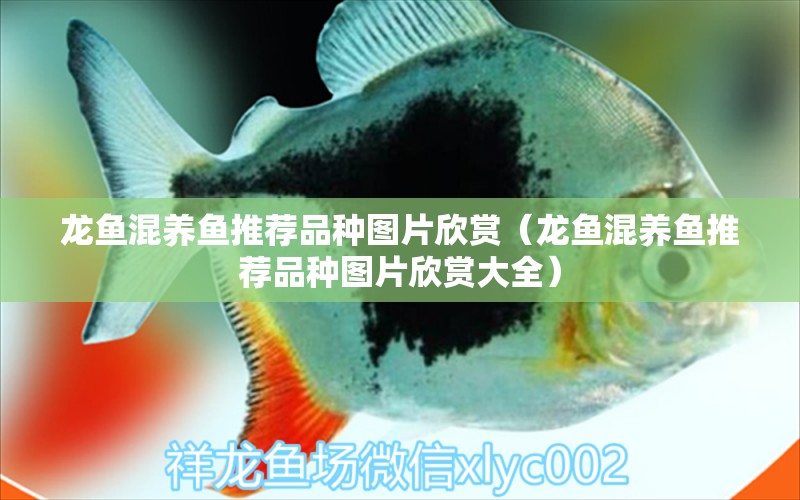 龍魚(yú)混養(yǎng)魚(yú)推薦品種圖片欣賞（龍魚(yú)混養(yǎng)魚(yú)推薦品種圖片欣賞大全） 廣州龍魚(yú)批發(fā)市場(chǎng)