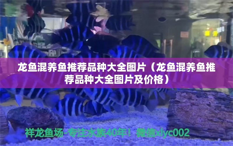 龍魚混養(yǎng)魚推薦品種大全圖片（龍魚混養(yǎng)魚推薦品種大全圖片及價格） 廣州龍魚批發(fā)市場