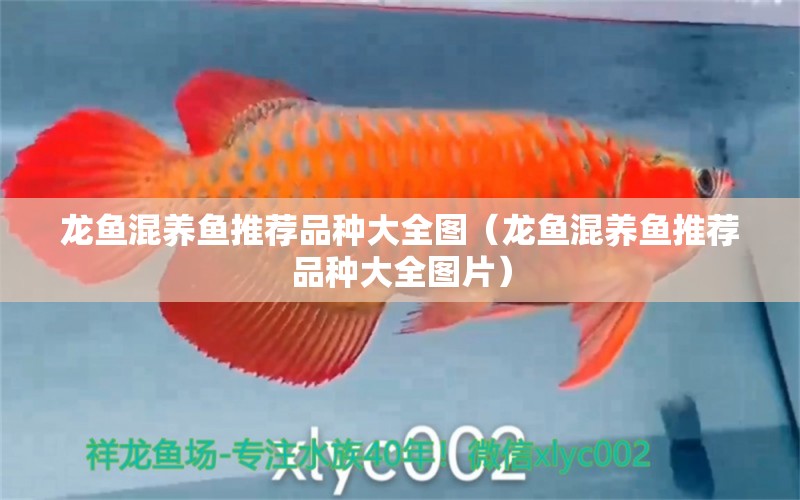 龍魚混養(yǎng)魚推薦品種大全圖（龍魚混養(yǎng)魚推薦品種大全圖片）