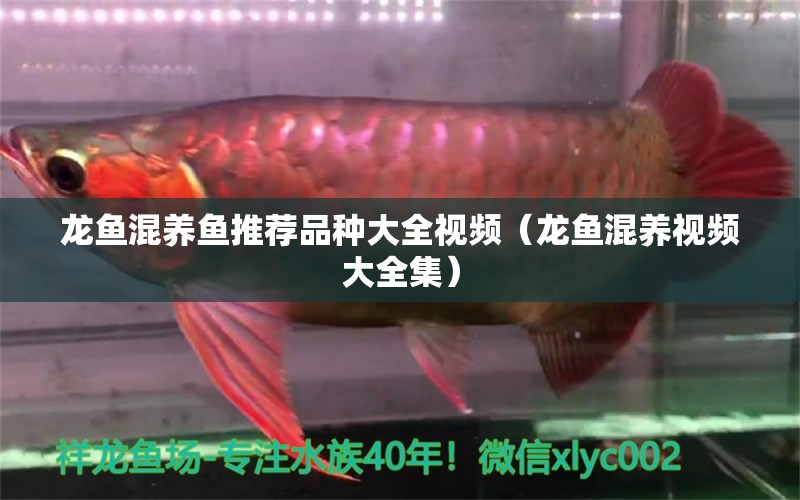 龍魚混養(yǎng)魚推薦品種大全視頻（龍魚混養(yǎng)視頻大全集）