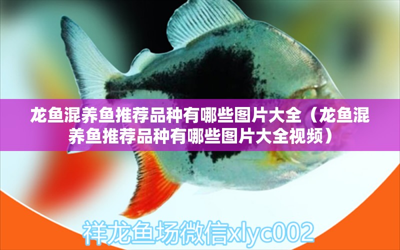 龍魚混養(yǎng)魚推薦品種有哪些圖片大全（龍魚混養(yǎng)魚推薦品種有哪些圖片大全視頻）