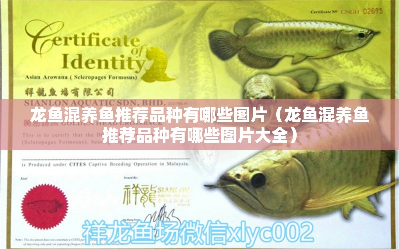 龍魚混養(yǎng)魚推薦品種有哪些圖片（龍魚混養(yǎng)魚推薦品種有哪些圖片大全） 廣州龍魚批發(fā)市場