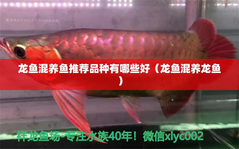 龍魚混養(yǎng)魚推薦品種有哪些好（龍魚混養(yǎng)龍魚）