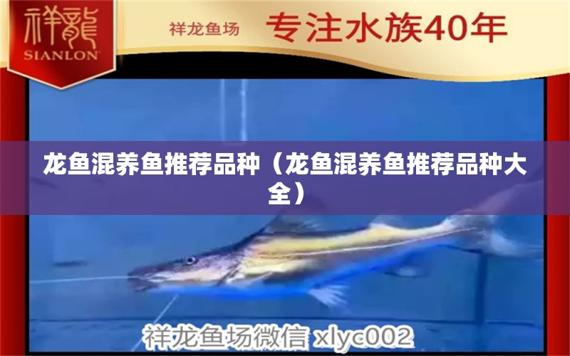 龍魚混養(yǎng)魚推薦品種（龍魚混養(yǎng)魚推薦品種大全）