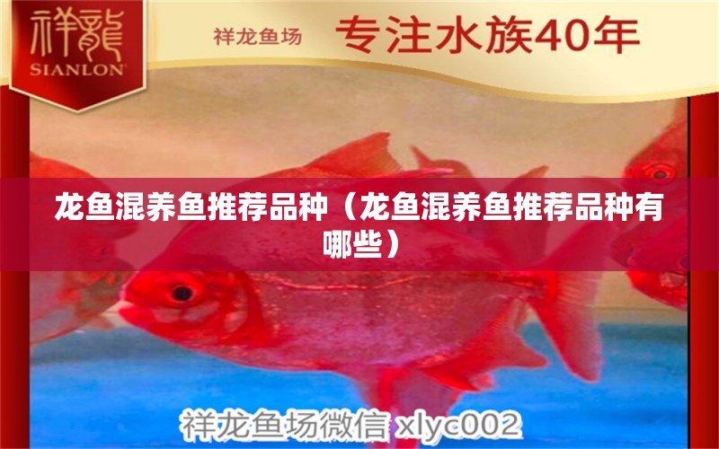 龍魚混養(yǎng)魚推薦品種（龍魚混養(yǎng)魚推薦品種有哪些）