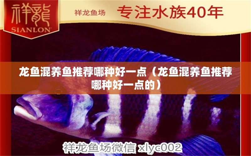 龍魚混養(yǎng)魚推薦哪種好一點（龍魚混養(yǎng)魚推薦哪種好一點的）