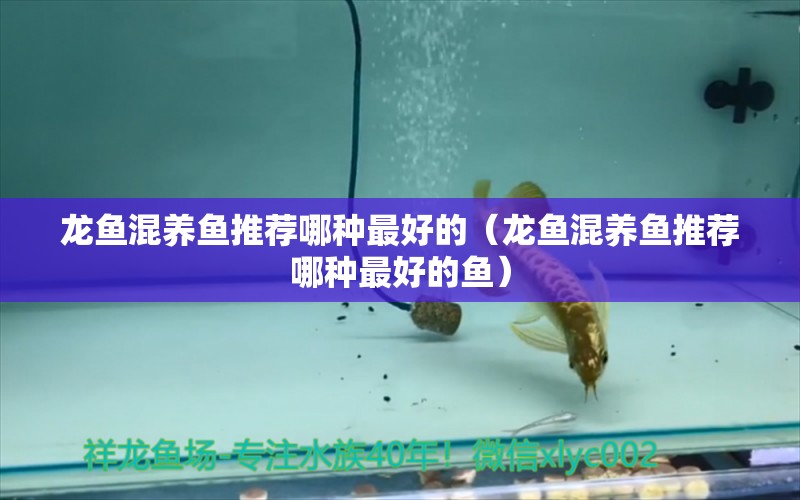 龍魚混養(yǎng)魚推薦哪種最好的（龍魚混養(yǎng)魚推薦哪種最好的魚） 廣州龍魚批發(fā)市場