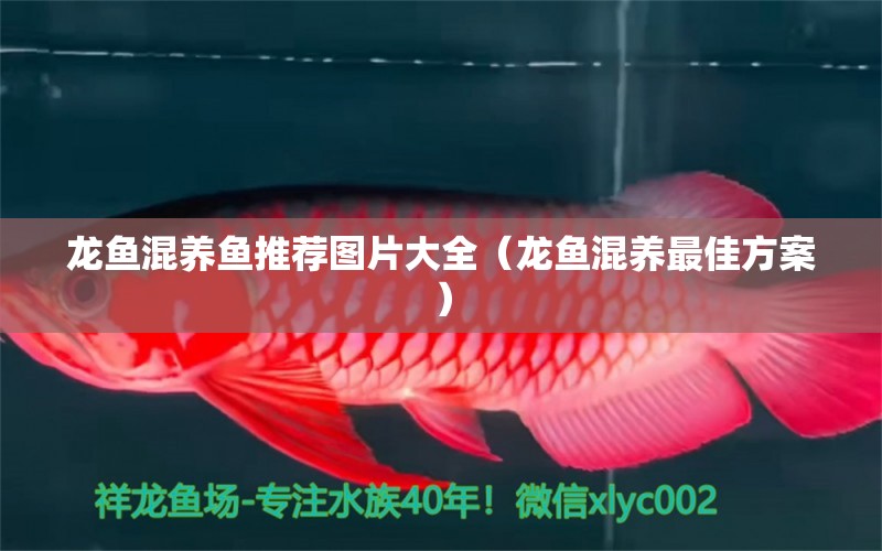 龍魚(yú)混養(yǎng)魚(yú)推薦圖片大全（龍魚(yú)混養(yǎng)最佳方案）