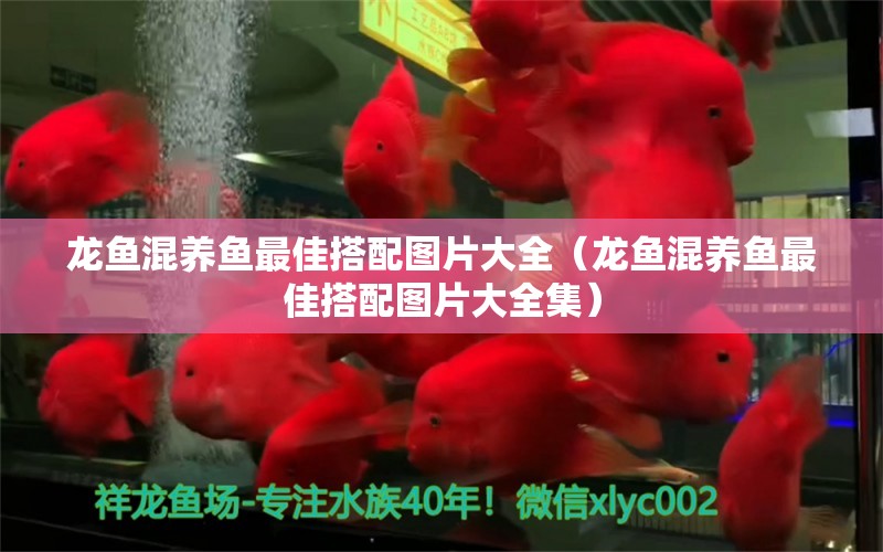 龍魚(yú)混養(yǎng)魚(yú)最佳搭配圖片大全（龍魚(yú)混養(yǎng)魚(yú)最佳搭配圖片大全集） 廣州龍魚(yú)批發(fā)市場(chǎng)