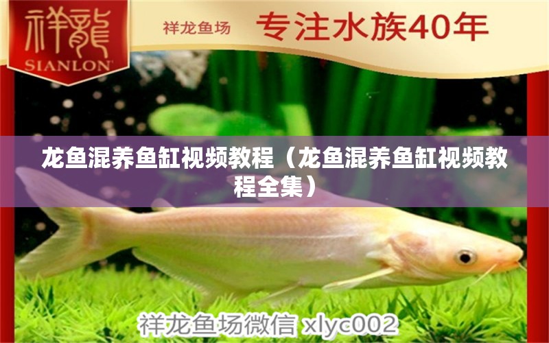 龍魚混養(yǎng)魚缸視頻教程（龍魚混養(yǎng)魚缸視頻教程全集）