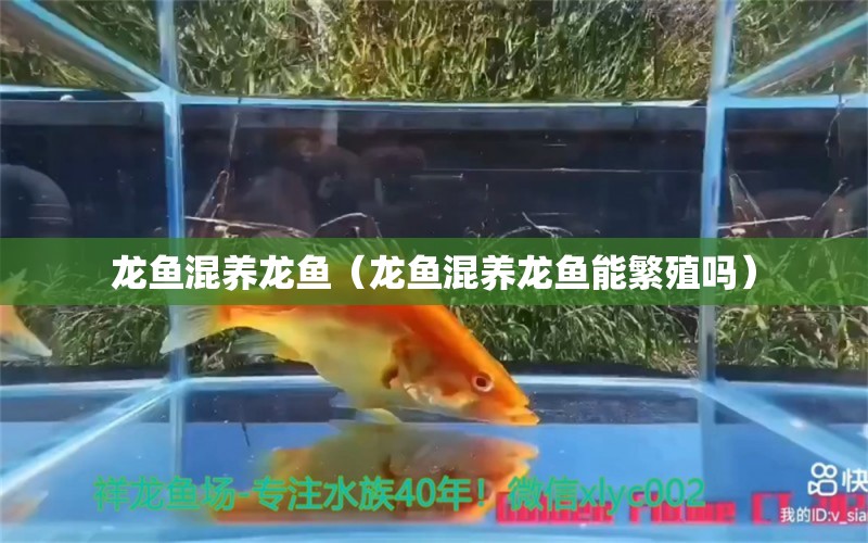 龍魚混養(yǎng)龍魚（龍魚混養(yǎng)龍魚能繁殖嗎） 龍魚疾病與治療