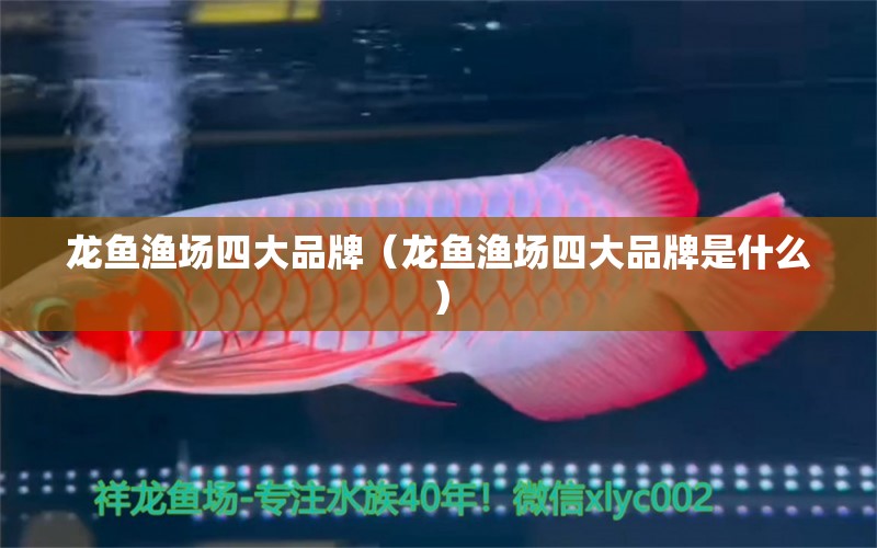 龍魚漁場四大品牌（龍魚漁場四大品牌是什么） 廣州龍魚批發(fā)市場