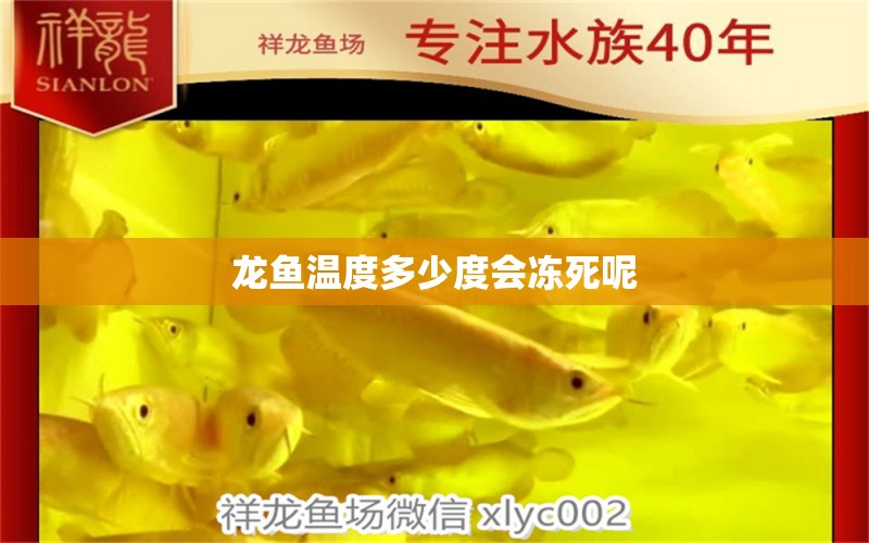 龍魚溫度多少度會(huì)凍死呢 龍魚百科 第2張