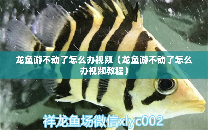 龍魚游不動(dòng)了怎么辦視頻（龍魚游不動(dòng)了怎么辦視頻教程） 廣州龍魚批發(fā)市場(chǎng)