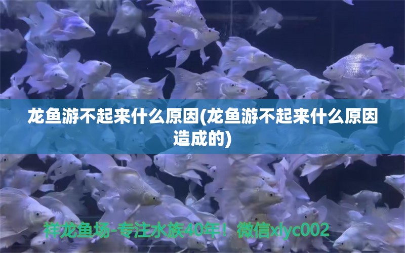 龍魚(yú)游不起來(lái)什么原因(龍魚(yú)游不起來(lái)什么原因造成的)