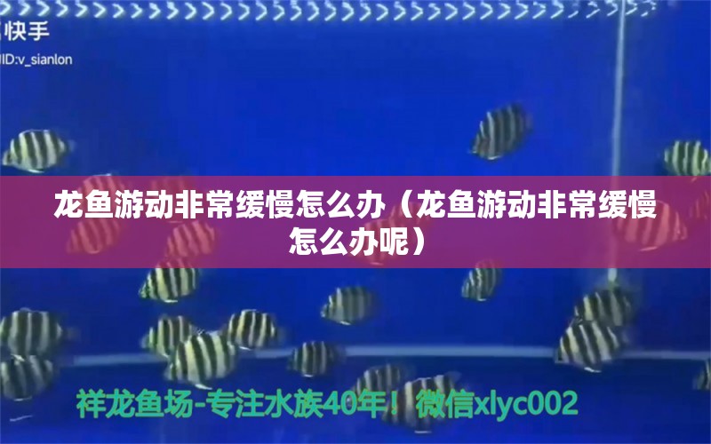 龍魚游動(dòng)非常緩慢怎么辦（龍魚游動(dòng)非常緩慢怎么辦呢） 廣州龍魚批發(fā)市場