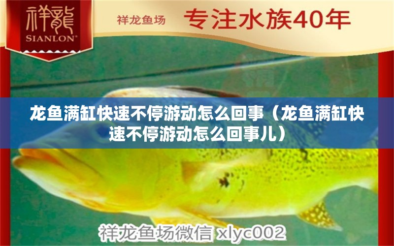 龍魚滿缸快速不停游動怎么回事（龍魚滿缸快速不停游動怎么回事兒） 廣州龍魚批發(fā)市場