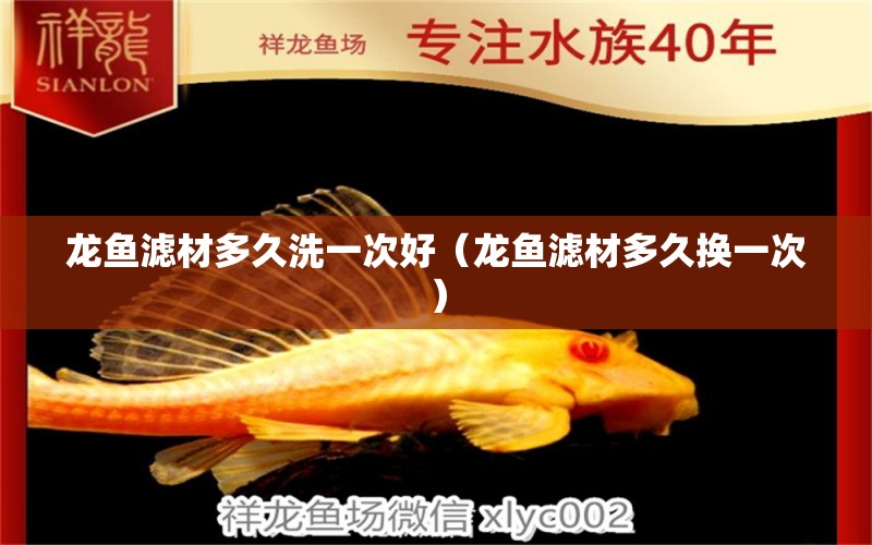 龍魚(yú)濾材多久洗一次好（龍魚(yú)濾材多久換一次） 觀賞魚(yú)