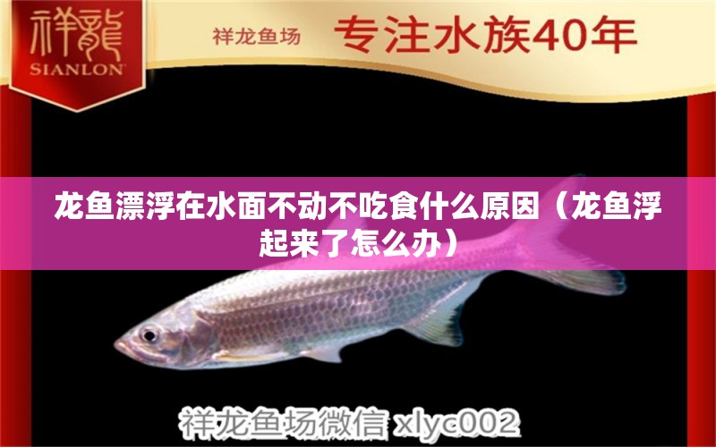 龍魚漂浮在水面不動(dòng)不吃食什么原因（龍魚浮起來了怎么辦）