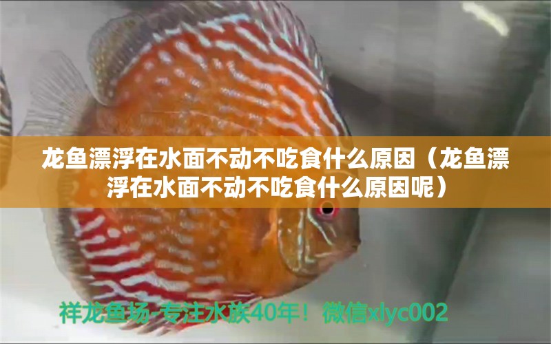 龍魚漂浮在水面不動不吃食什么原因（龍魚漂浮在水面不動不吃食什么原因呢） 廣州龍魚批發(fā)市場