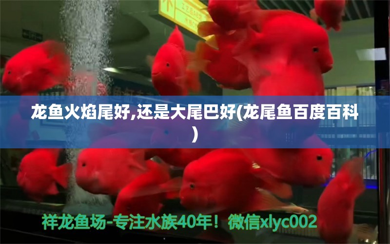 龍魚火焰尾好,還是大尾巴好(龍尾魚百度百科)