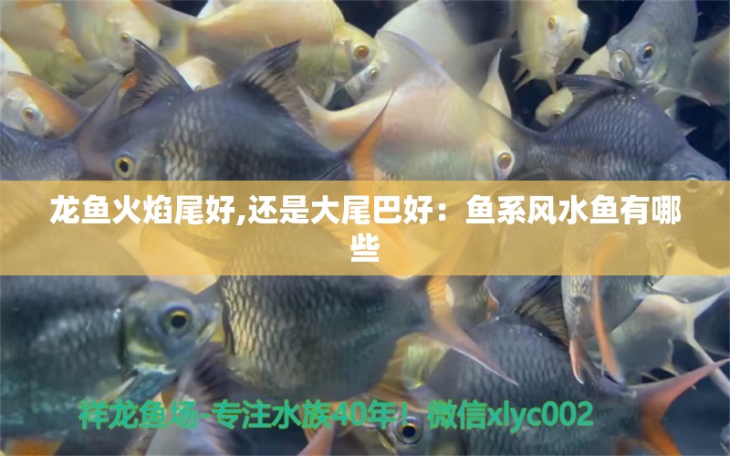 龍魚火焰尾好,還是大尾巴好：魚系風(fēng)水魚有哪些