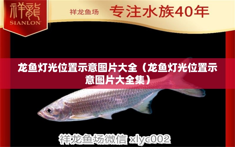 龍魚燈光位置示意圖片大全（龍魚燈光位置示意圖片大全集）