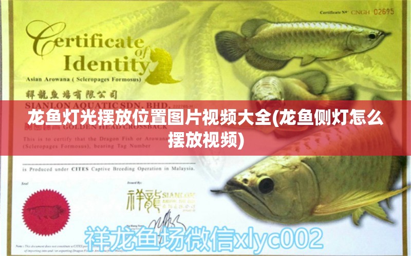 龍魚燈光擺放位置圖片視頻大全(龍魚側(cè)燈怎么擺放視頻) 羅漢魚