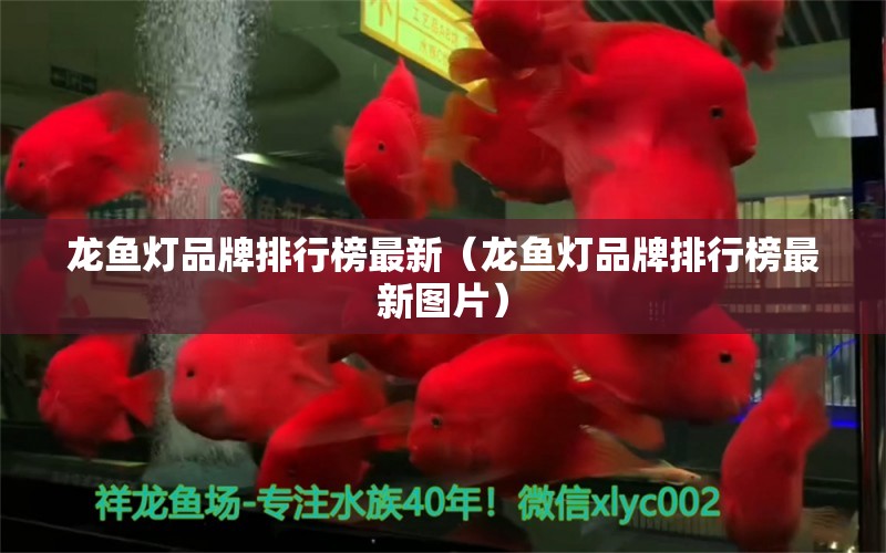 龍魚燈品牌排行榜最新（龍魚燈品牌排行榜最新圖片）