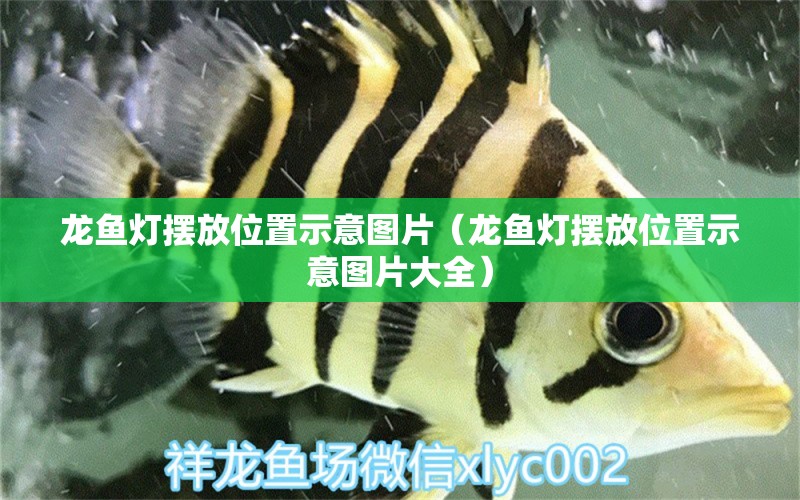 龍魚燈擺放位置示意圖片（龍魚燈擺放位置示意圖片大全）