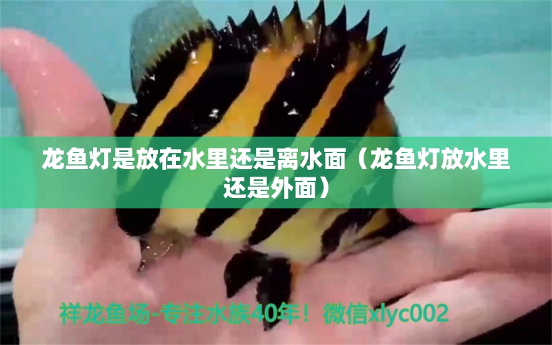 龍魚燈是放在水里還是離水面（龍魚燈放水里還是外面） 廣州龍魚批發(fā)市場