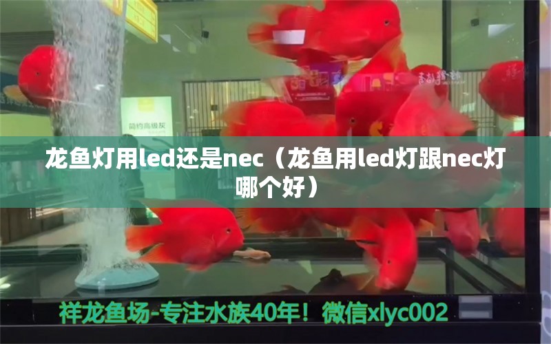 龍魚燈用led還是nec（龍魚用led燈跟nec燈哪個好）