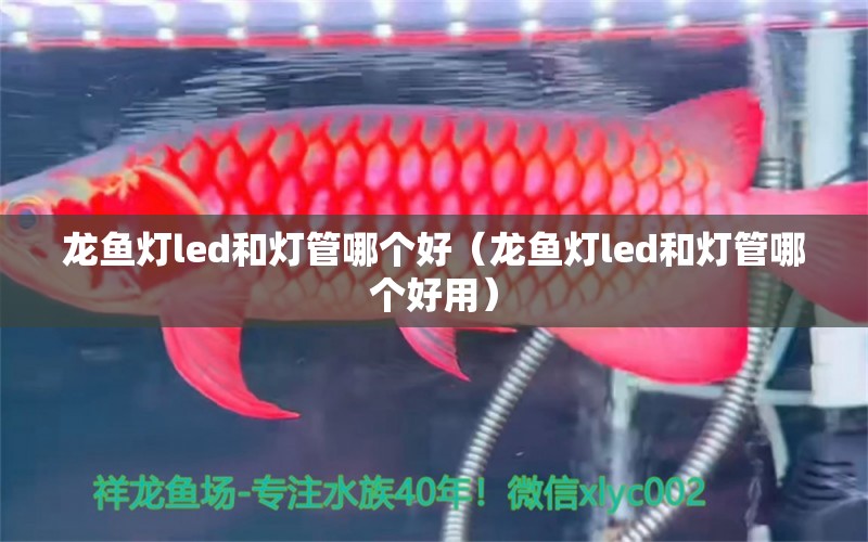 龍魚燈led和燈管哪個好（龍魚燈led和燈管哪個好用）